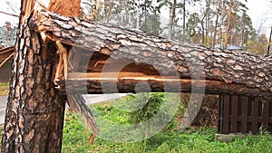 Wind broke a large pine tree