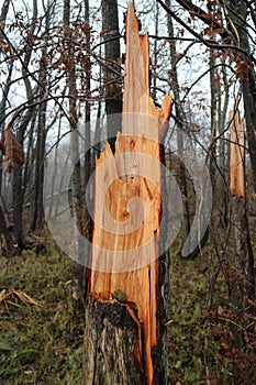 wind broke a large pine tree