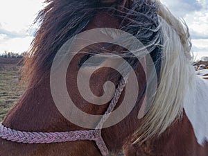The wind carries the mane in the eyes of a pinto horse