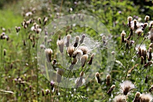 The wind carries ripe burdock seeds into the field