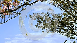 Wind chime on the sakura branch. With color correction.