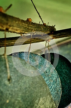 Wind Chime wallpaper background