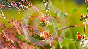 Wind Chimes