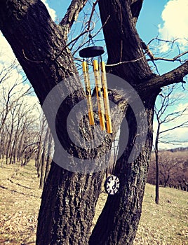 Wind Chimes hanging on a tree branch