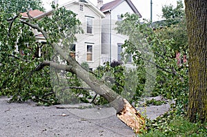 Wind Damage photo