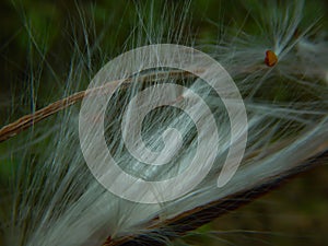 Wind dispersal of butterfly milkweed seed pod
