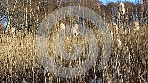 Wind dispersal of cattail seeds