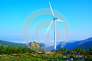 Wind driven generators and cows