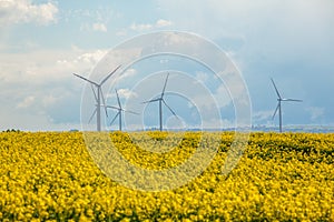 Wind energy turbines on yellow field