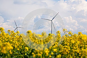 Wind energy turbines on yellow field