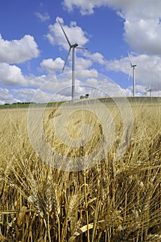 Wind farm and barley