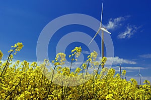 Wind farm and (canola) field. Spring flowers background and blue sky