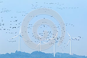 Wind farm and migratory birds