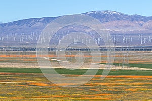 Wind Farm near Antelope Valley California Poppy Reserve