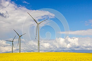 Wind farm on rapeseed field