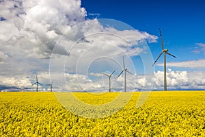 Wind farm on rapeseed field