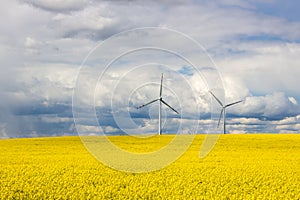 Wind farm on rapeseed field