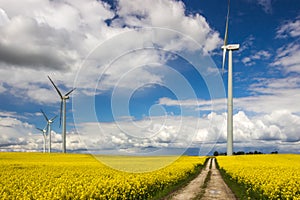 Wind farm on rapeseed field
