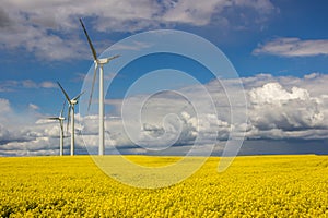 Wind farm on rapeseed field