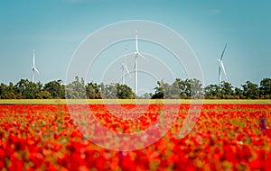 Wind farm in red poppies field. Wind generators turbines. Renewable energies and sustainable resources. People and