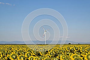 Wind farm in sunflower field, green electric energy