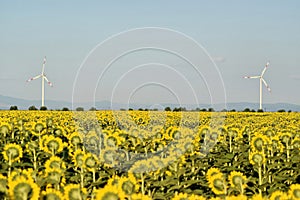 Wind farm in sunflower field, green electric energy