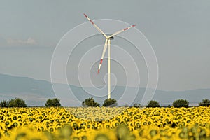 Wind farm in sunflower field, green electric energy