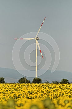 Wind farm in sunflower field, green electric energy