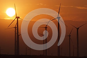 Wind farm during sunset