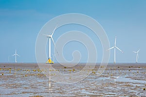 Wind farm on tidal flat wetland