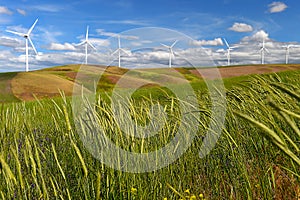 Wind farm turbines white on hill contrast green grass and blue sky, usa