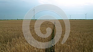 Wind farm in a wheat field