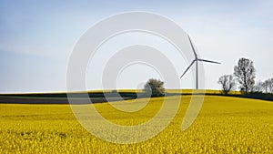 Wind farm in yellow canola field