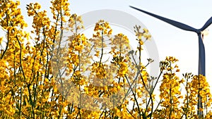 Wind farm in yellow canola field