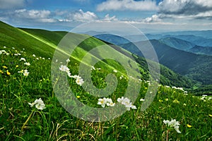 Wind flowers at Velka Fatra under Krizna