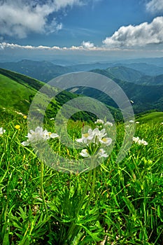 Veterné kvety vo Veľkej Fatre pod Križnou