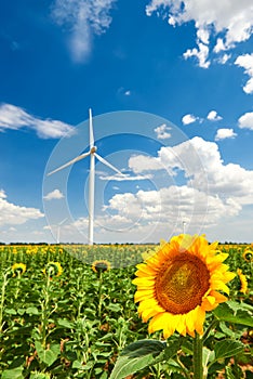 The wind generator in sunflower field. Beautiful landscape with bright cloudy sky. Eco energy concept