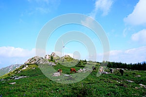 Wind driven generators and cows with blue sky