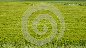 Wind on a green Barley Field making it look like waves in East Frisia, Germany on a windy summer day. Camera panning