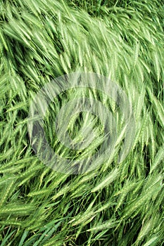 Wind on green grass