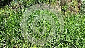 Wind hitting the green signal grass pasture. Grass Brachiaria decumbens.