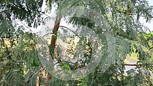 Wind with Leucaena leucocephala plant or White Popinac Tree