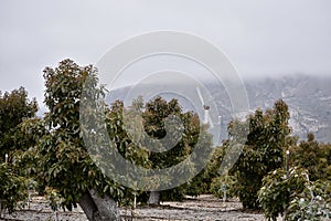 A wind machine on an avocado ranch or farm, 1.