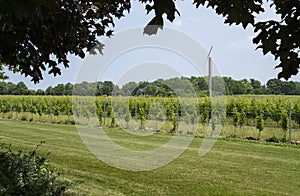 A Wind Machine is in the Midst of Row of Vines in a Vineyard