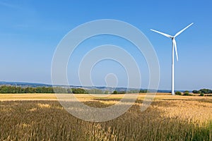 Wind mills in a cornfield