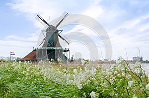 Wind mills with flower in Zaanse Schans