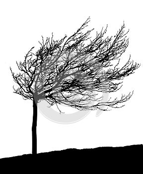 Wind-molded tree silhouette photo