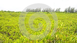 Wind with movement of foliage of Golden Mangrove Field