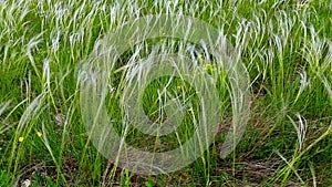 Wind moving fresh green grass on a field