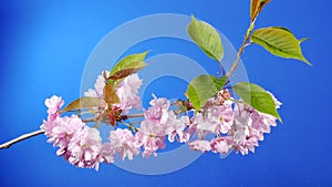 Wind Moving Pink Flowers Branch On Bluescreen